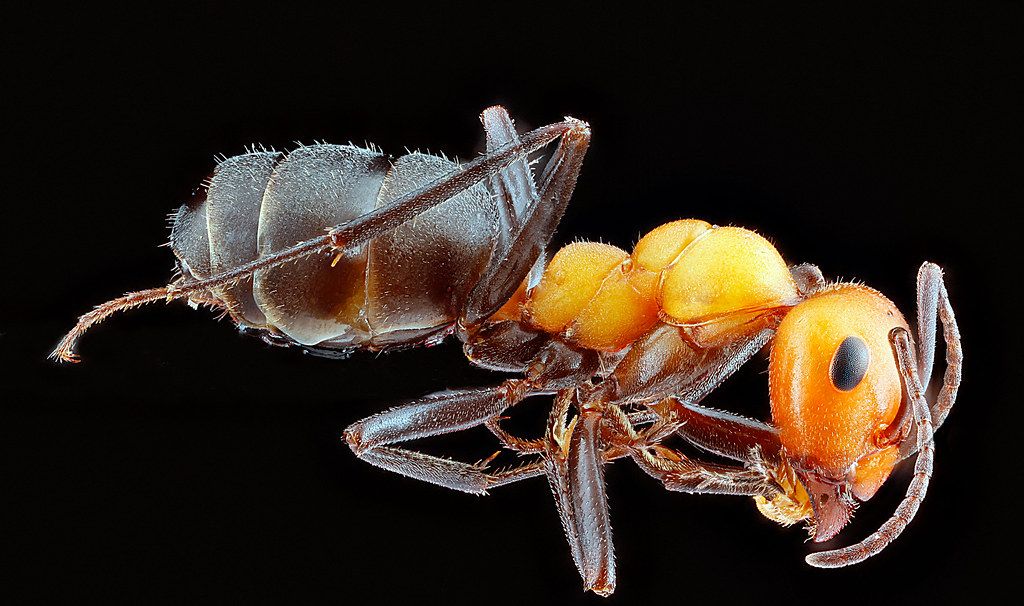 Ant Control service in Lawrence, KS