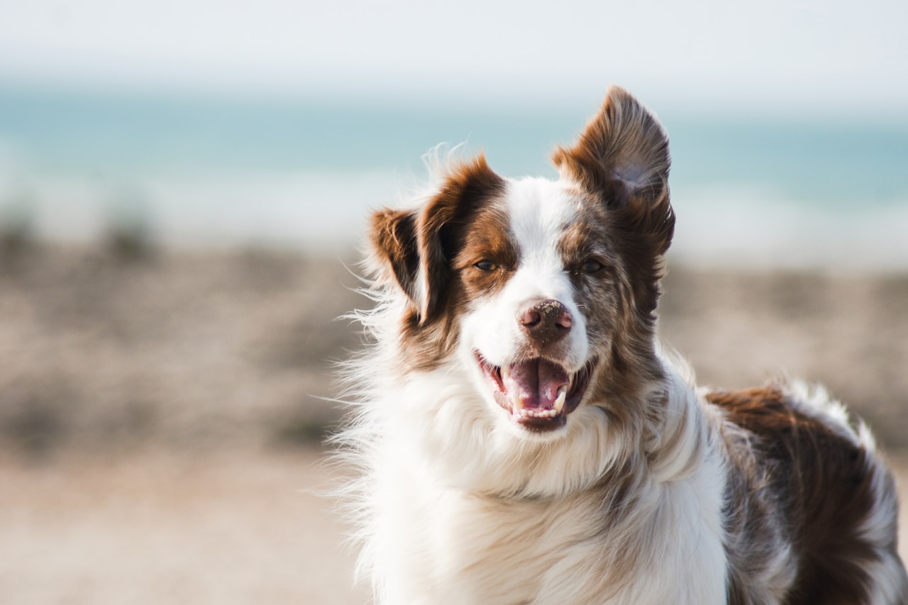 Flea & Tick Control service in Lawrence, KS