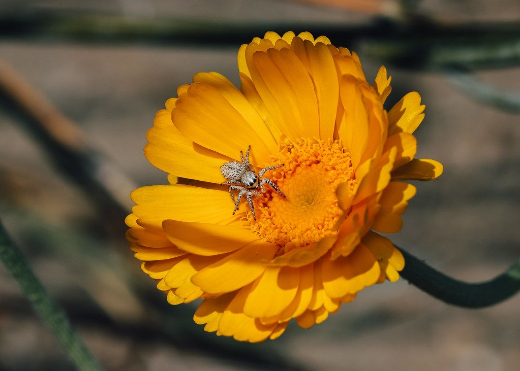 Spider Control service in Lawrence, KS